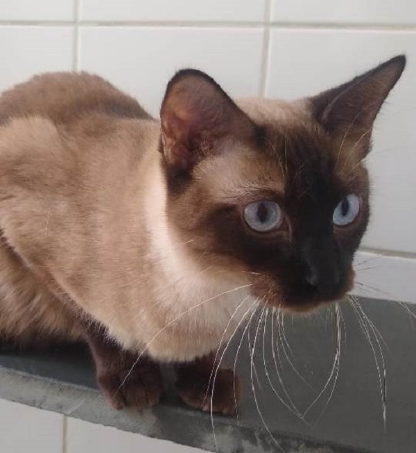 #PraCegoVer: Fotografia do gatinho Pietro. Ele é marrom e tem os olhos azuis. Ele está olhando fixamente para um lugar, desviando das lentes da câmera.