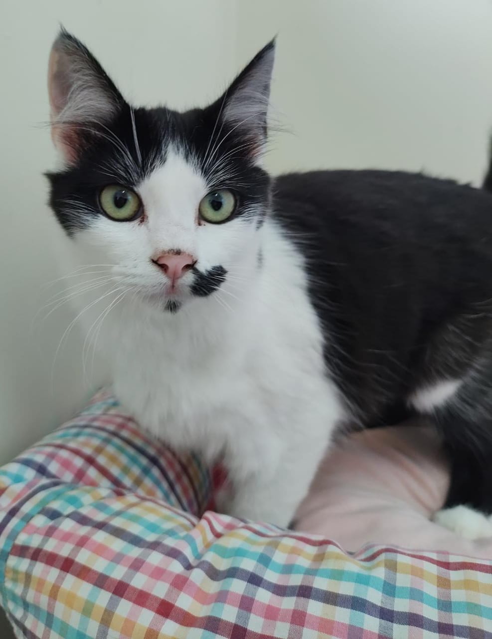 #PraCegoVer: Fotografia da gata Polly. Seu pelo é preto e branco e seus olhos são verdes.