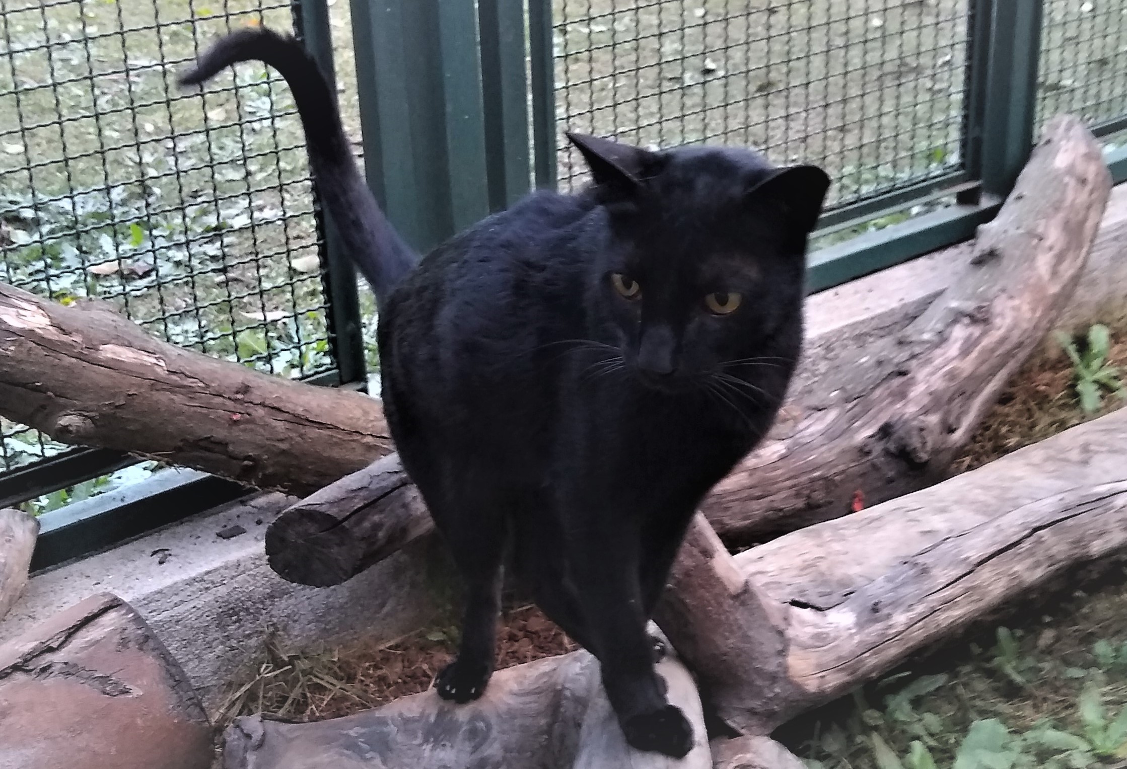 #PraCegoVer: Fotografia do gatinho Rony, Ele é todo preto e está em cima de um tronco.