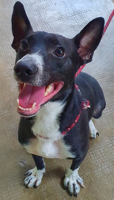 #PraCegoVer: Fotografia do cachorrinho Ragazzo. Ele é preto e tem manchas brancas, ele está com uma coleira na cor vermelha. Ele está com a boca aberta, podemos ver a língua dele, ele parece dar um sorriso.