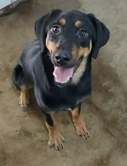 #PraCegoVer: Fotografia do cachorro Ramon. Ele é todo preto e tem manchas caramelo.