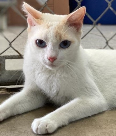 #PraCegoVer: Fotografia do gatinho Remy. Ele é todo branco, tem os olhos azuis e o focinho rosa. Ele está olhando fixamente para a câmera.
