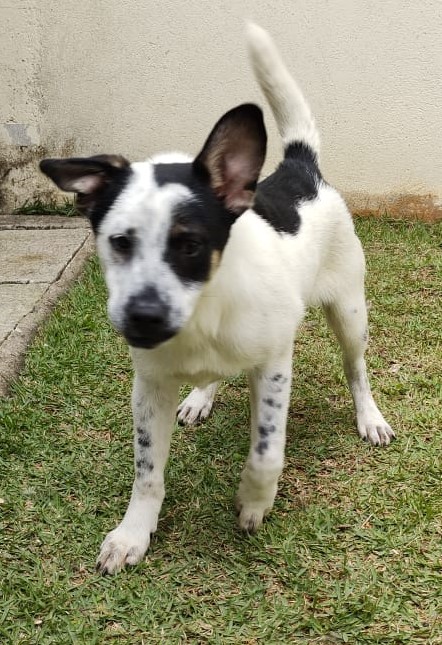 #PraCegoVer: Fotografia do cachorro Robin. Ele é branco e tem algumas manchas pretas.