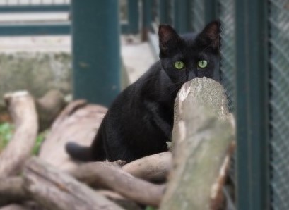 #PraCegoVer: Fotografia da gatinha Sol. Ela é toda preta e tem os olhos amarelados.