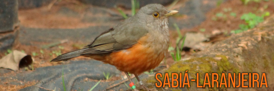 Fotogradia com destaque para um sabiá-laranjeira, ave com penas marrons e laranjas. No canto inferior direito, está o nome "sabiá-laranjeira" em letras de caixa alta na cor laranja.