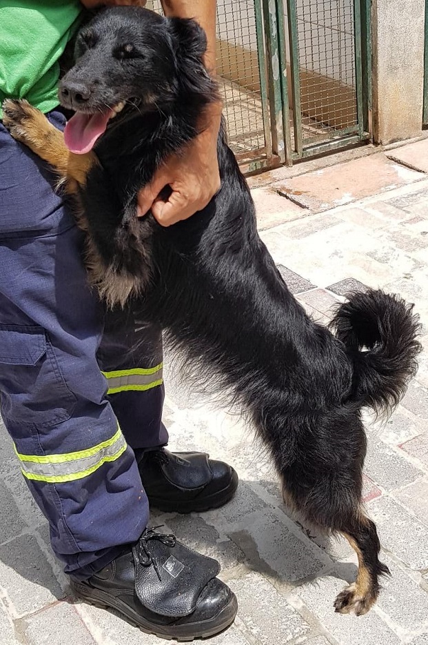 #PraCegoVer: Fotografia da cachorrinha Samanta. Ela é preta e tem as patinhas caramelo. Ela está em pé, apoiada em uma pessoa. E também está com a língua para fora.