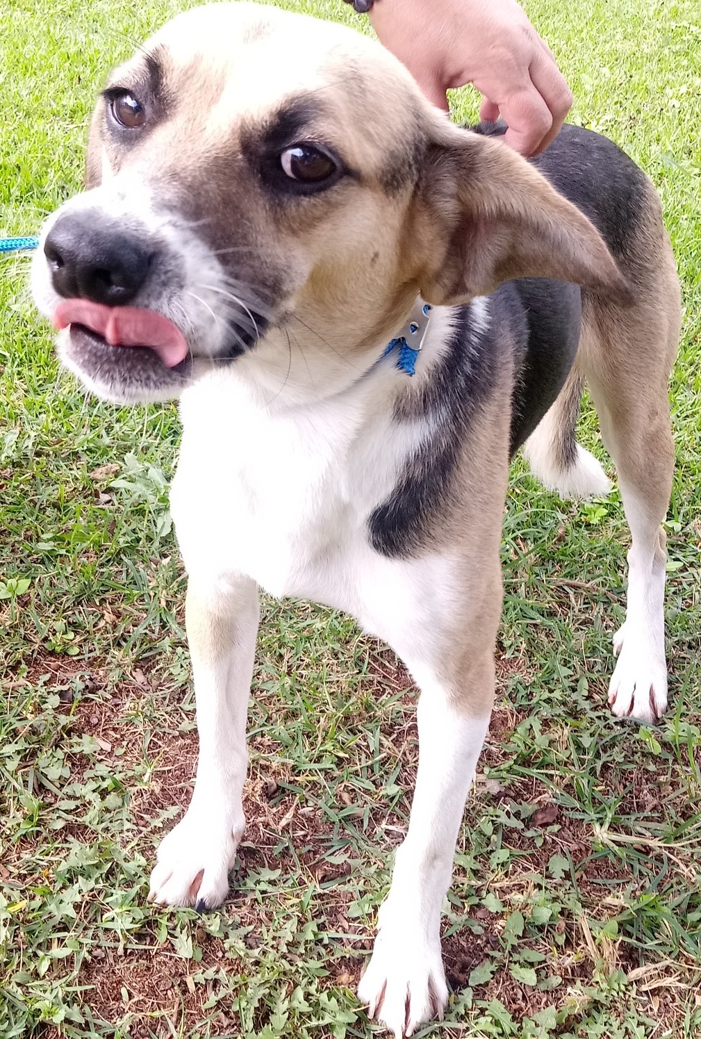 #PraCegoVer: Fotografia do cachorrinho Speed. Ele é branco, tem manchas nas cores marrom e preto. Ele está com a língua para fora, e olha fixamente para a câmera.