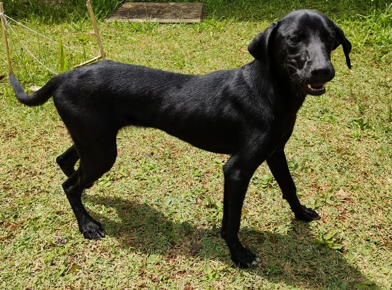 #PraCegoVer: Fotografia da cachorra Stella. Ela é toda preta e está em um gramado muito verde.