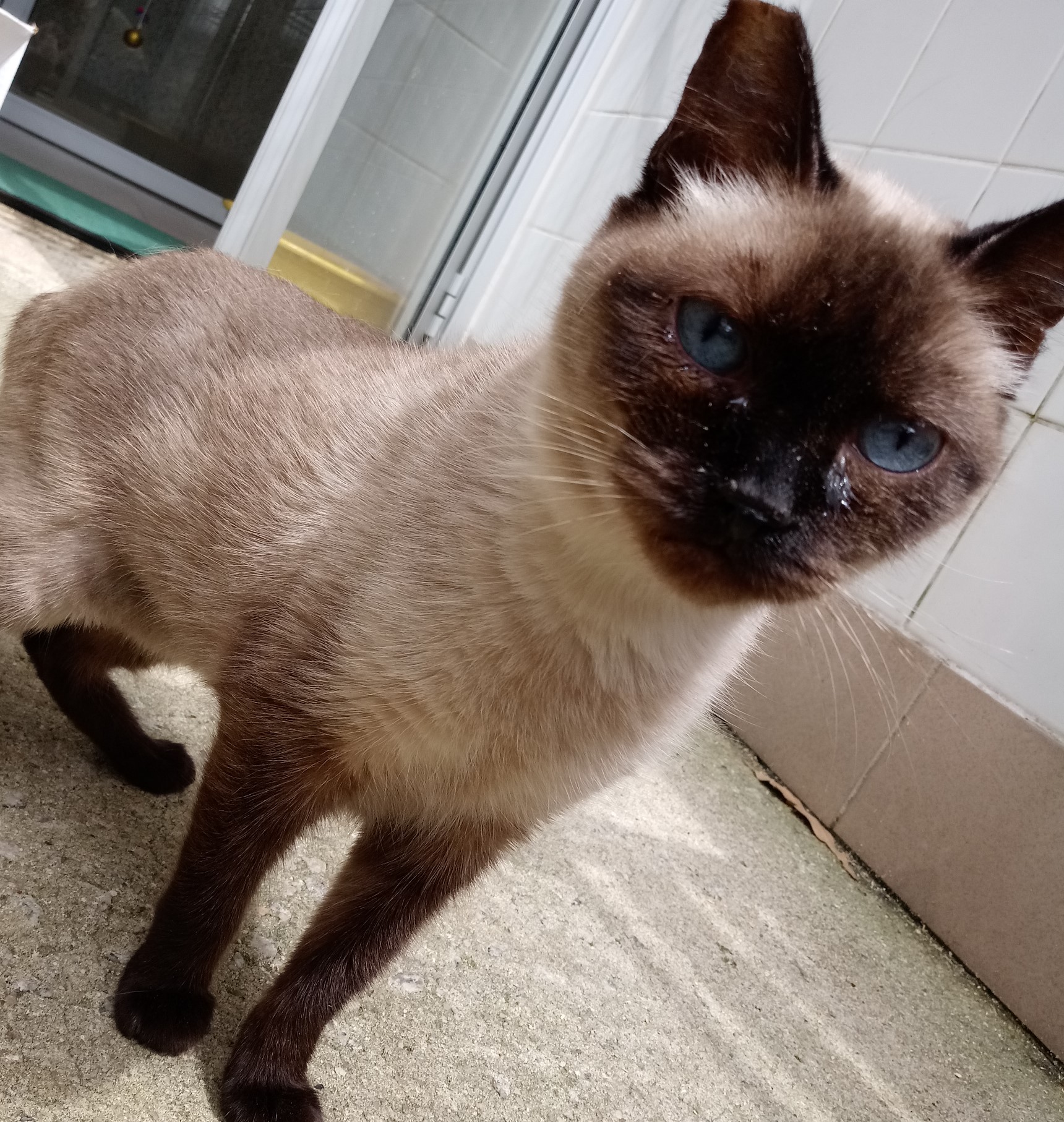 #PraCegoVer: Fotografia da gatinha Tata. Ela é marrom e tem os olhos azuis.