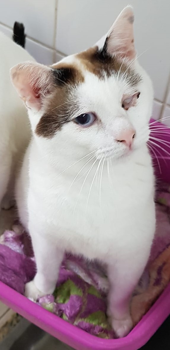 #PraCegoVer: Fotografia do gato Teddy. Ele é branco e tem as orelhinhas marrons. Ele não tem um dos olhos, mas o que tem é azul.