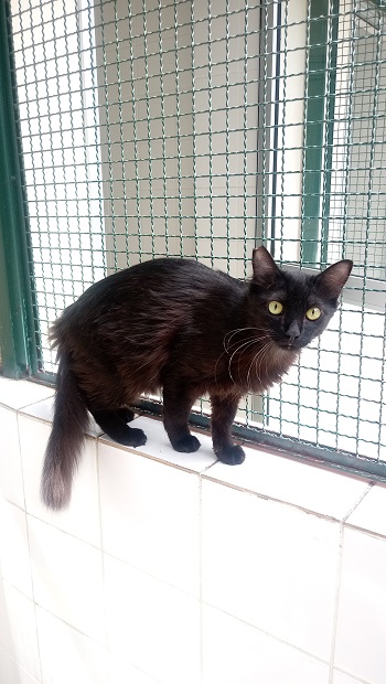 #PraCegoVer: Fotografia do gatinho Túlio. Ele é preto. Tem os olhos esverdeados. Está em pé, olhando fixamente para a câmera