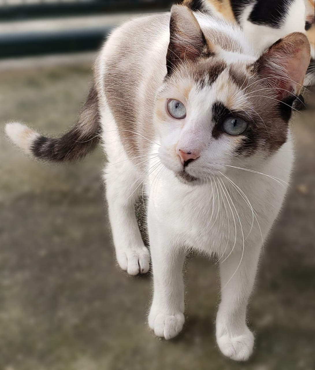 #PraCegoVer: Fotografia da gata Verona. Ela é branca e tem os olhos azuis.