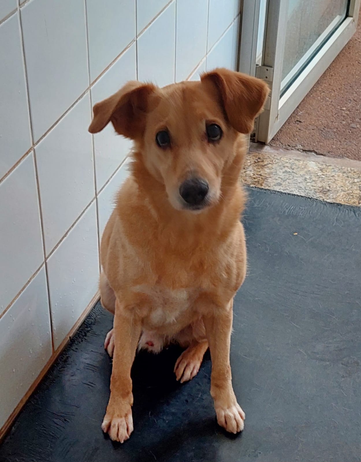 #PraCegoVer: Zezinho é um cachorro com pelagem marrom, olhos pretos, ele esta sentado em um chão preto olhando para cima  