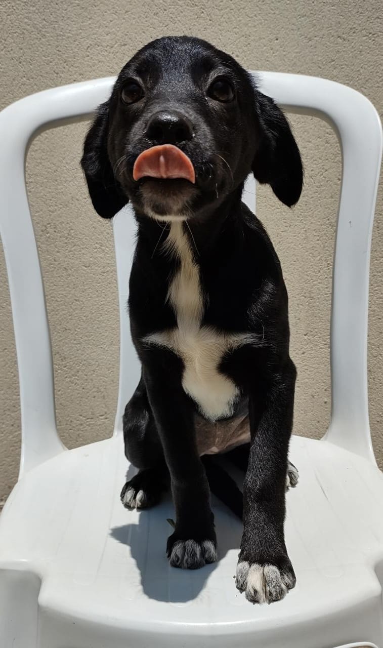 #PraCegoVer: Fotografia da cachorra Zifa. Ela é preta e tem uma mancha branca no peito.