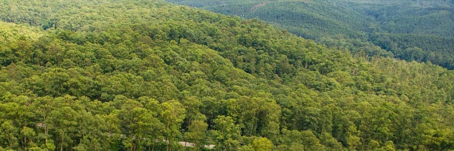 Vista aérea da vegetação, na cor verde, do Parque Anhanguera 