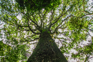 Área de Intervenção Urbana (AIU) do Setor Central contempla a arborização de 118 km de vias na região central da cidade