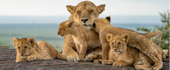 #PraTodosVerem: Uma mãe leoa cuida de seus quatro filhotes em cima de uma pedra tendo ao fundo uma imagem desfocada de floresta