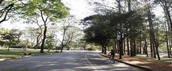 Rua pavimentada em um parque com árvores em ambos os lados com um ciclista pedalando e bancos de praça.