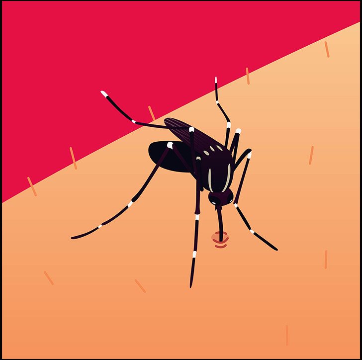 Imagem ilustrativa do mosquito da dengue