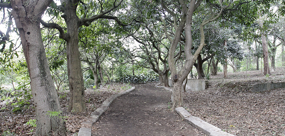 Foto de uma das trilhas de terra do Parque da Independência com algumas árvores.