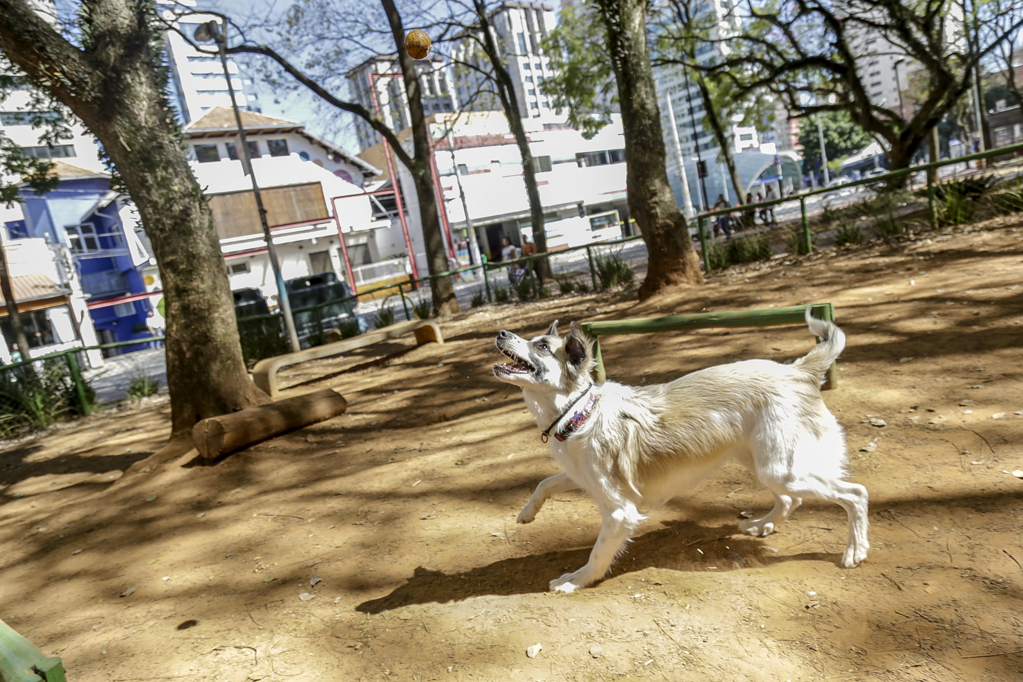Capital conta com mais de 100 espaços onde os pets são bem-vindos em ambientes próprios para passeios com os donos