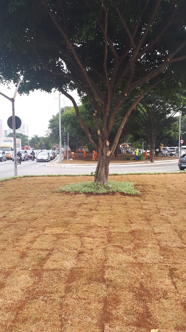 Foto de plantio na Avenida Bandeirantes mostra uma árvore e grama recém-plantada em canteiro central.