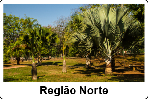 Parque com varias palmeiras