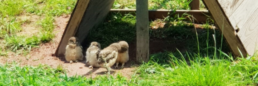 Fotografia de filhotes de coruja-buraqueira.