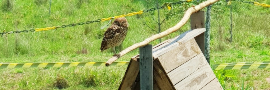 Fotografia de um animal adulto da espécie coruja-buraqueira.