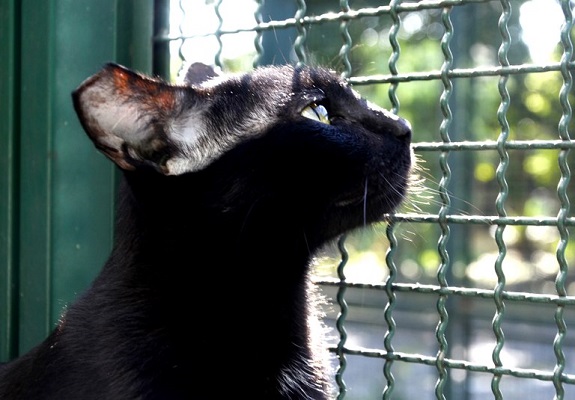 #pracegover imagem aproximada da cebeça de um gato de perfil, olhando para o sol.