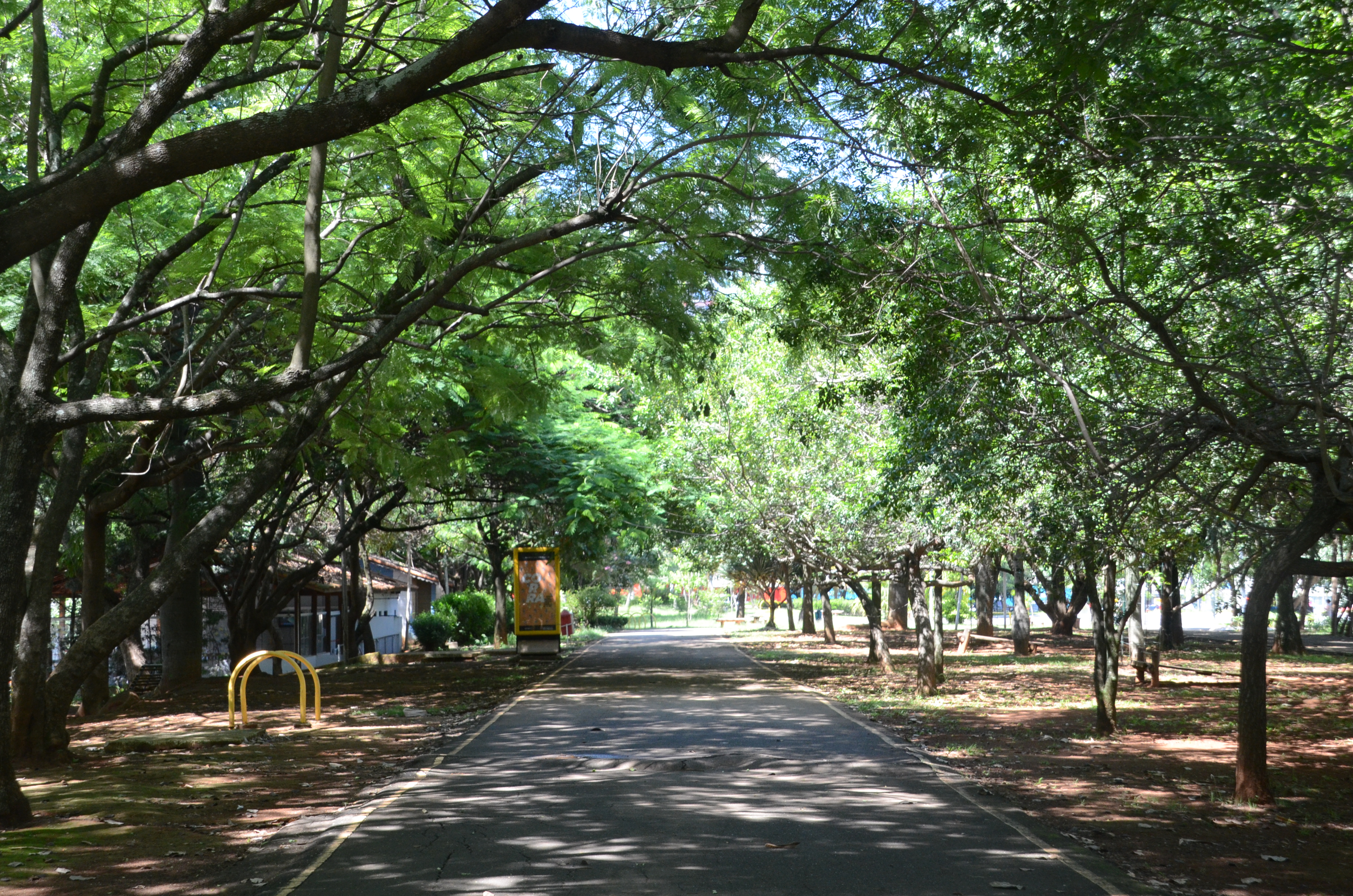 Árvores se encontrando no meio da pista do Parque das Bicicletas