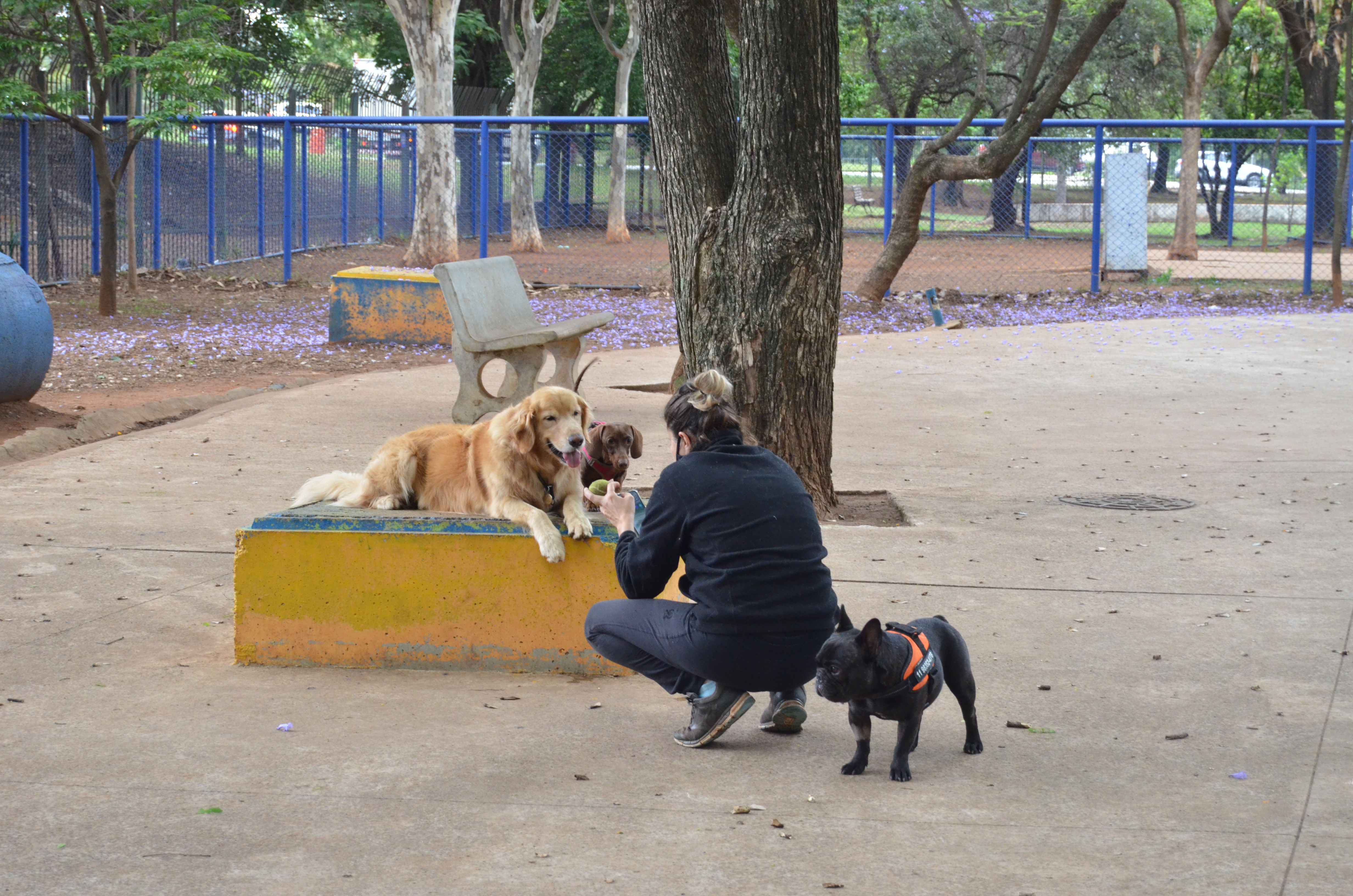 Na imagem, cachorros e sua adestradora estão no Cachorródromo.