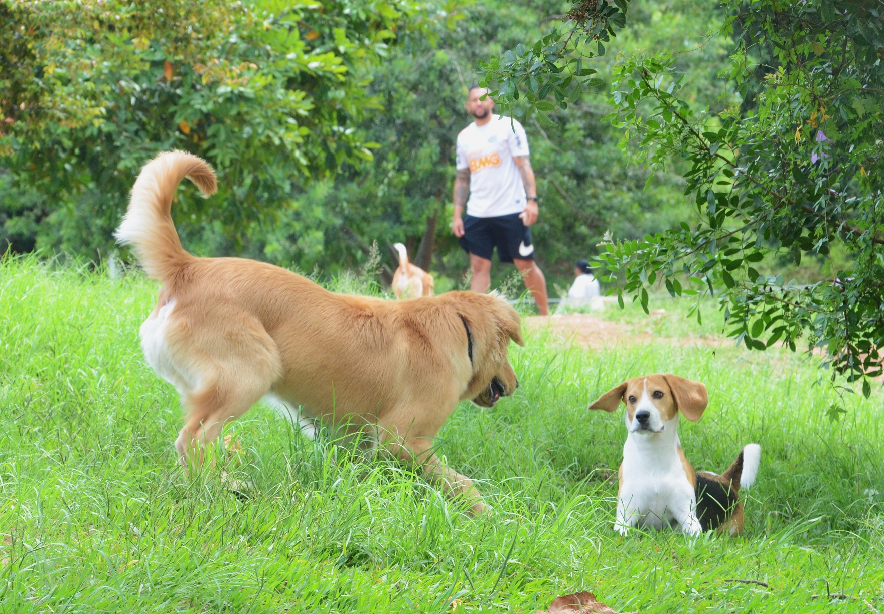 Na imagem, cachorros no cachorródromo.