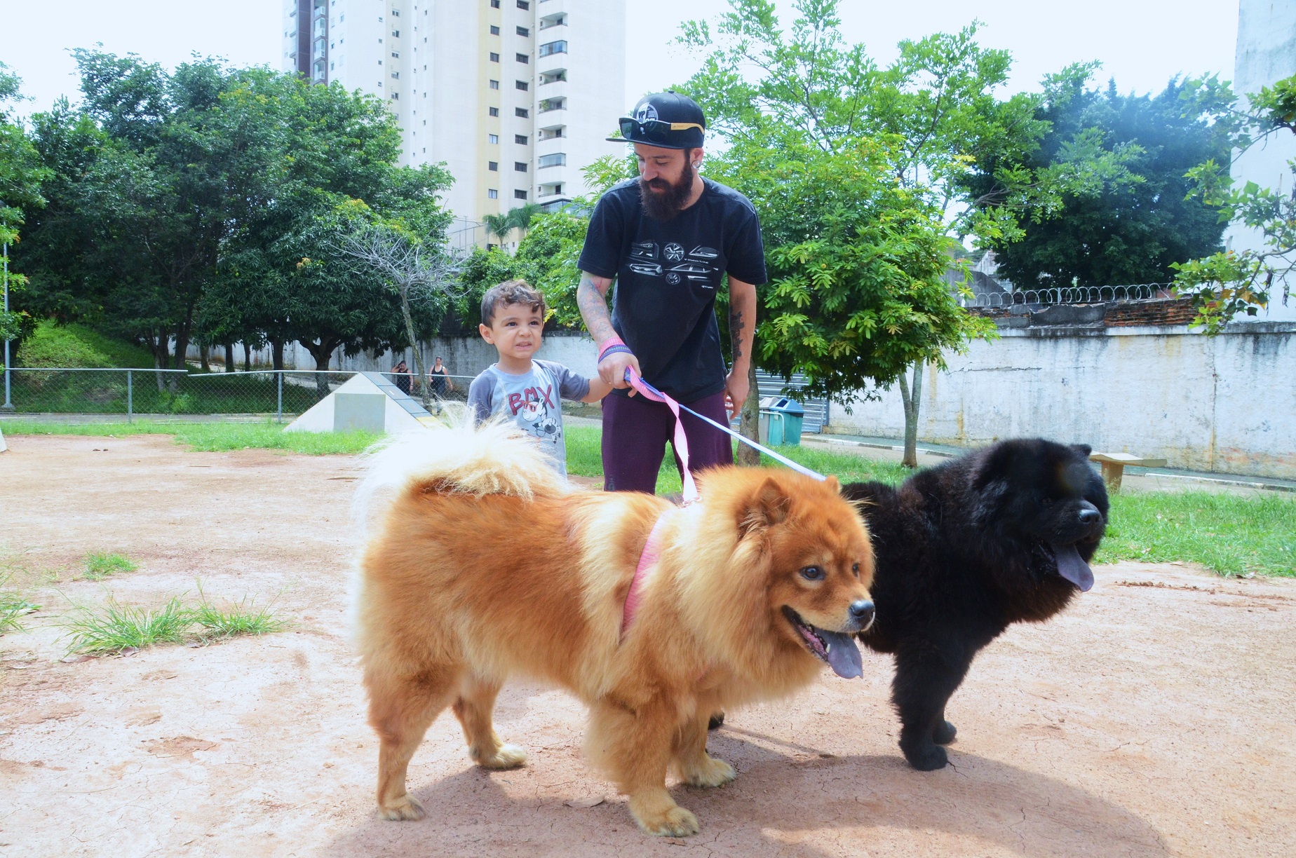 Na imagem, cachorros no cachorródromo.