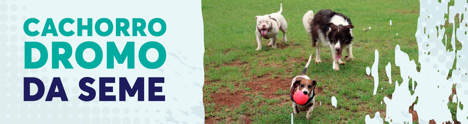 Na imagem, arte sobre os cachorródromos dos Centros Esportivos.