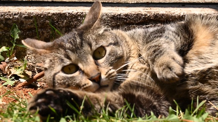 Foto de gata. Na imagem há uma gata deitada em um gramado. Ela tem o pelo amarelo, preto e cinza e seus olhos são amarelos.