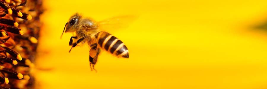 No fundo amarelo, uma abelha nas cores preta e amarela, está perto de encontrar outras abelhas do lado esquerdo