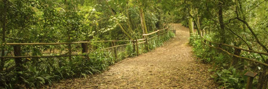 Um lugar arborizado com várias árvores grandes ao redor e no meio tem um caminho de terra