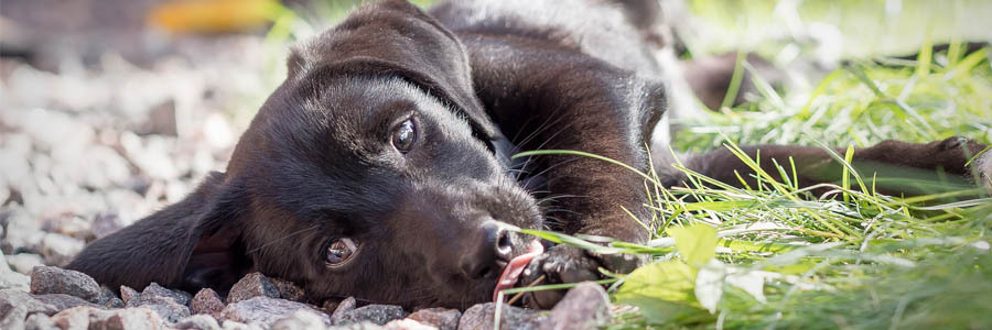 Um cachorro na cor negra, está deitado sobre pedrinhas