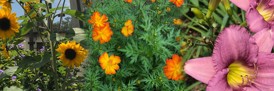 Tem três flores: um girassol com pétalas amarelas; ao lado uma flor laranja e depois outra rosa e no meio amarelo cercado de folhas verdes