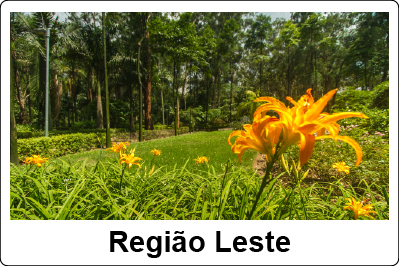 Imagem de área Verde com flores amareladas a frente e árvores a distancia