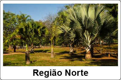 Imagem de um parque com palmeiras