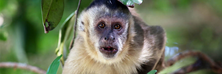 Um macaco prego, marrom claro e focinho preto,  está pendurado em um galho de árvore
