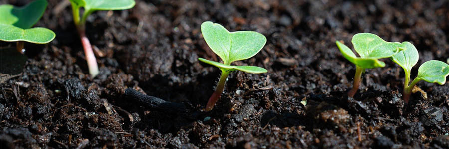 Cinco plantas pequenas, com folhas verdes, são plantadas em um canteiro