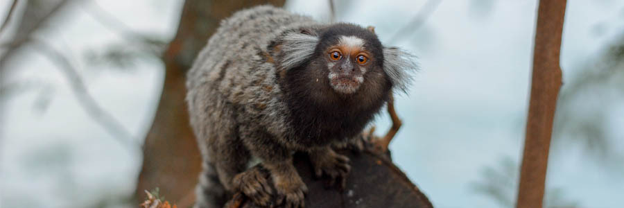 Um macaco sagui, na cor negra, está pendurado em uma árvore