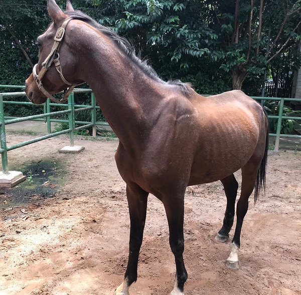 #PraCegoVer: Fotografia do cavalo Ronaldo. Ele é todo marrom. Ele está de lado, e não olha para a câmera.