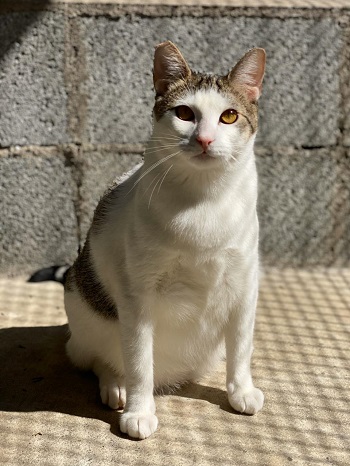 #PraCegoVer: Fotografia do gato Apolo, ele tem as cores branco e cinza, seus olhos são amarelo.