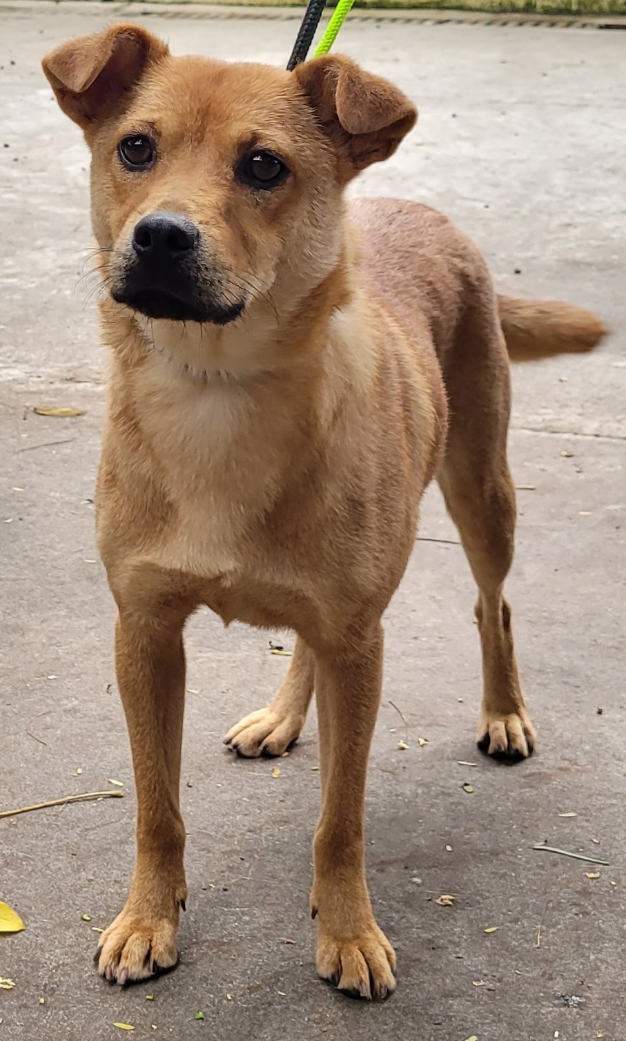 Acerola é uma cachorra de pelagem curta, de cor caramelo