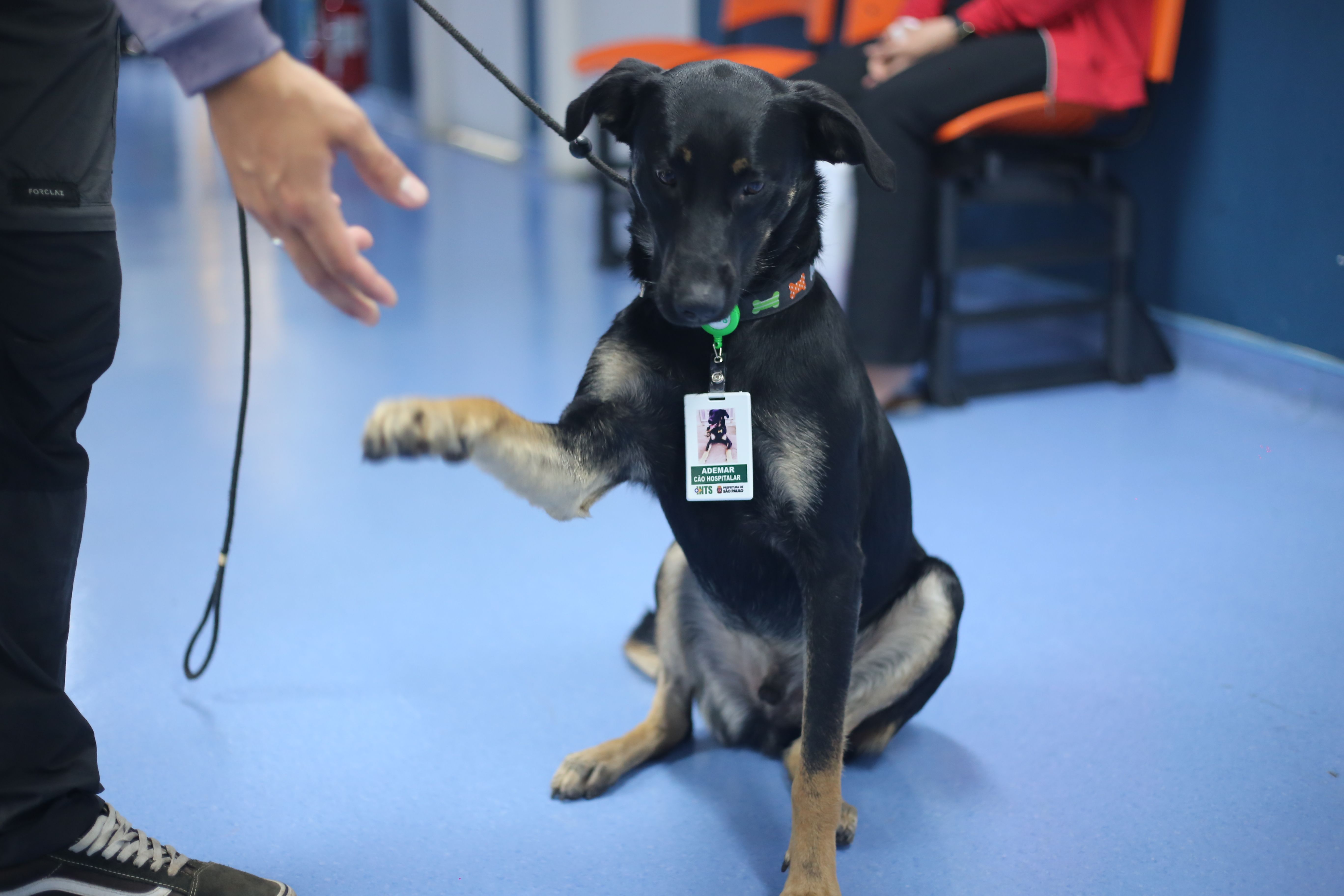 A foto mostra Ademar, um cão de pelagem preta, mesclada com pontos de branco e amarelo; ele está sentado no corredor do hospital, que tem um piso na cor azul, usa um crachá de identificação com sua própria foto e estende a patinha direita em direção à mão de um homem 