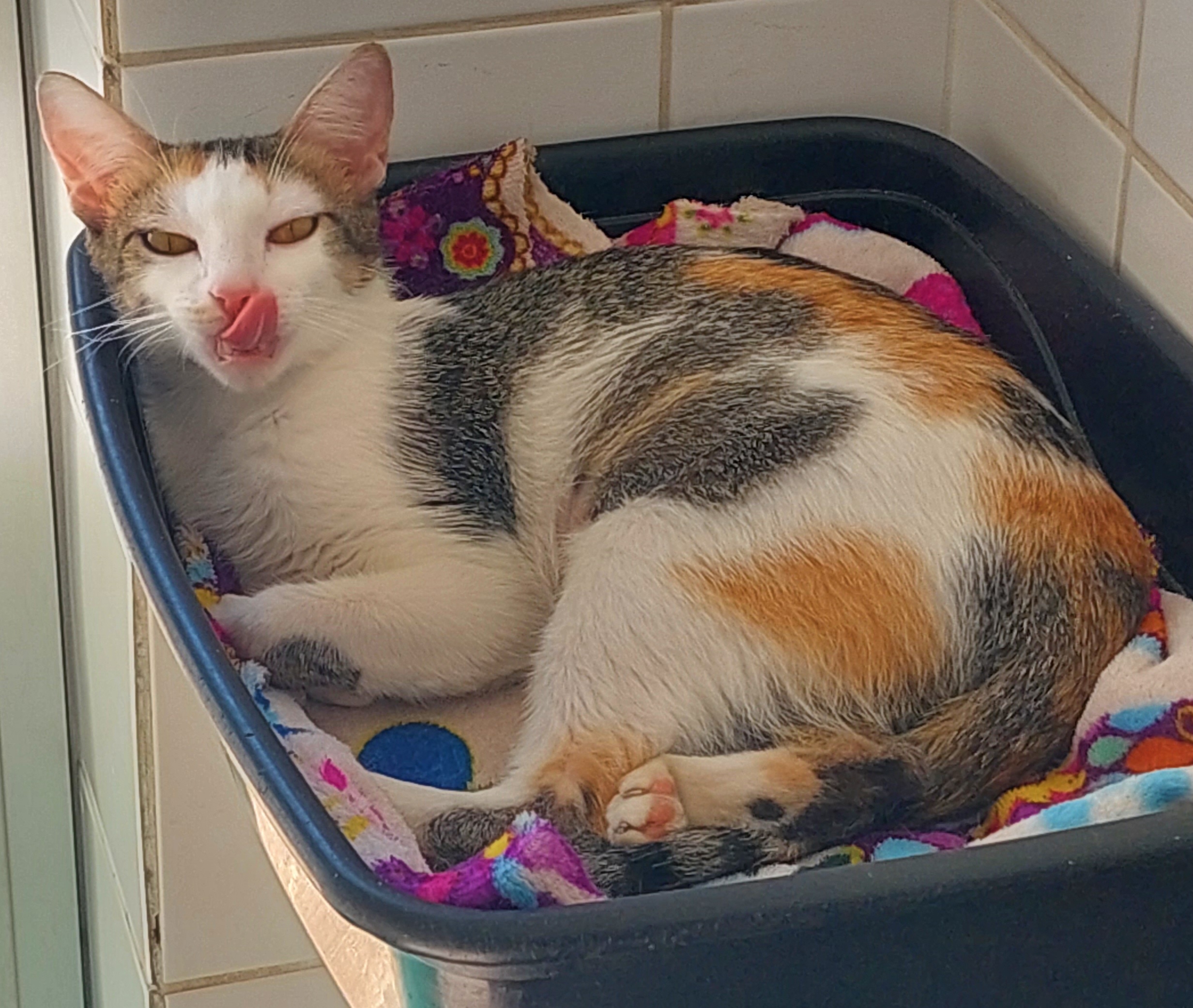 Akemi é uma gata nas cores branco, cinza e laranja. Ela está deitada numa caminha para pet, passando a língua no focinho.